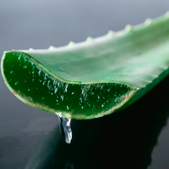 Aloa vera